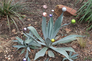 Agave mal anders