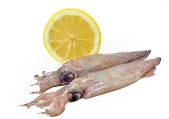 Calamares frescos.