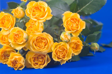 Beautiful yellow roses