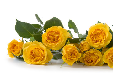 Beautiful yellow roses