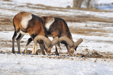 moufflon in winter