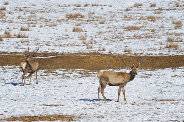 deer with big horns of meadow
