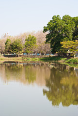 Fototapeta na wymiar Trees and lake in the public park in Thailand