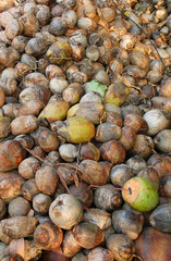 Pile of Coconut Shells