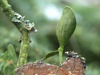 Mistel / Viscum album auf Tannenast