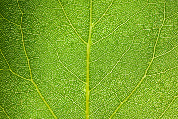 Extreme macro of green leaf