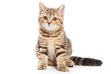 British kitten on white background