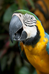 colorful tropical parrot