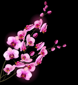 Orchid pink flower isolated on black background
