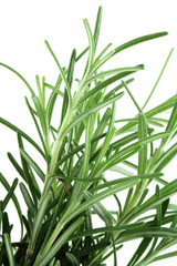 romarin, Rosmarinus officinalis, plante médicinale