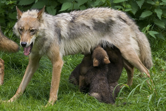 Wolfsfehe beim s&auml;ugen ihrer Welpen ( Canis lupus )