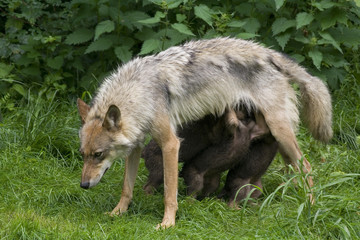 Wolfsfehe beim säugen ihrer Welpen ( Canis lupus )