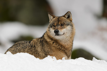 Fototapeta premium Wolf, Canis lupus