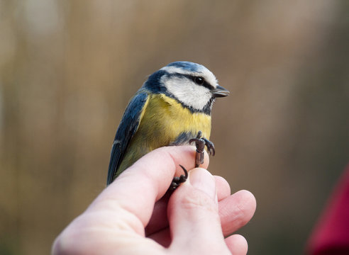 petit oiseau : M&eacute;sange bleue - s&eacute;ance de baguage