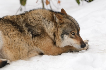 Fototapeta premium Wolf, Canis lupus