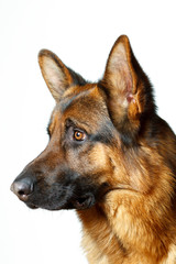 German Shepherd