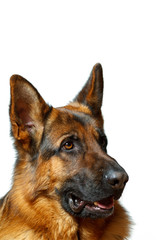 German Shepherd
