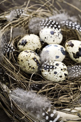 Birds nest with eggs (easter composition)