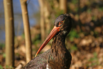 cigogne noire