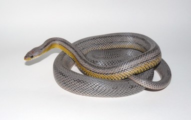 Dilute Anery Stripe