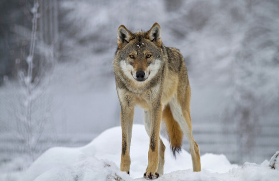 Wolf