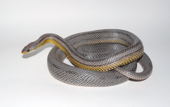 Dilute Anery Stripe