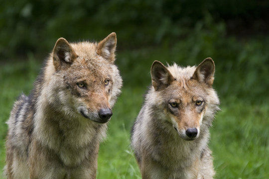 Fototapeta zwei Wölfe ( Canis lupus )
