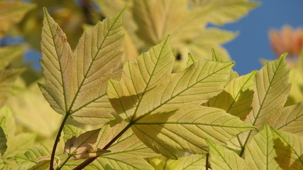 yellow leaves