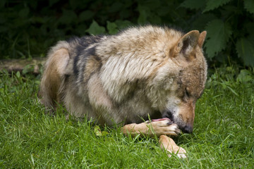 Wolfsrüde ( Canis Lupus )