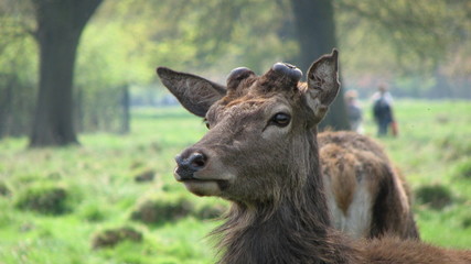Young deer in Bushy Park London