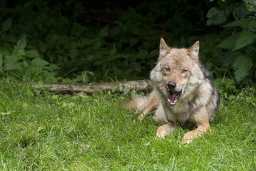 Wolfsrüde ( Canis Lupus )