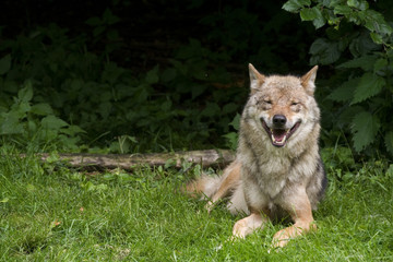 Naklejka na ściany i meble Wolfsrüde ( Canis Lupus )