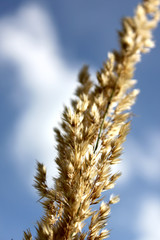 ear of grain in the sky