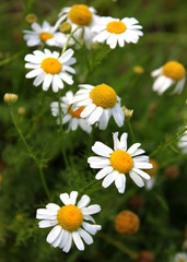 daisy flower in nature