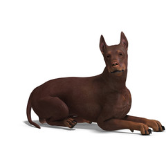 Doberman Dog. 3D rendering with clipping path and shadow over