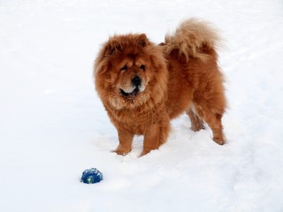 Chow chow dog and toy