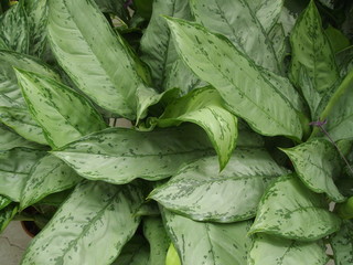 Aglaonema