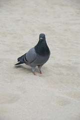 pigeons