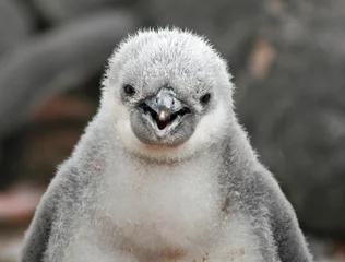 Foto op Plexiglas Chinstrap penguin chick © Ruth Hallam