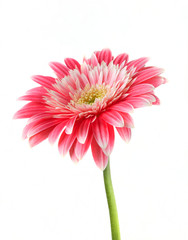 Gerbera