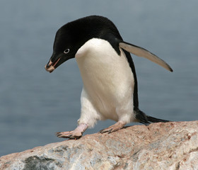 Adelie Penguin 2