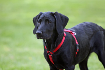 Schwarzer Hund mit rotem Geschirr