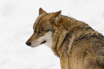 Obraz premium Wolf, Canis lupus