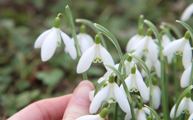 Perce-Neige  -  Galanthus nivalis