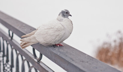 white dove