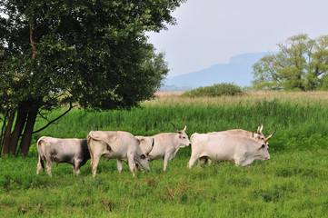 Fototapeta premium Hungarian Grey Cattle