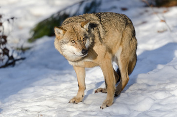 Fototapeta premium Wolf, Canis lupus