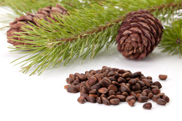 Siberian pine nuts and needles branch