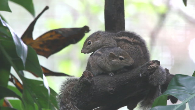 Burunduk