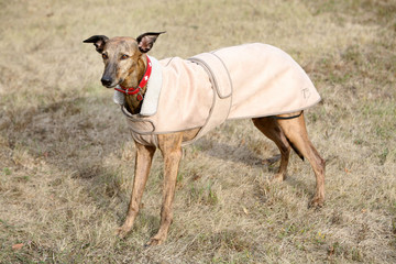 dressed dog - whippet